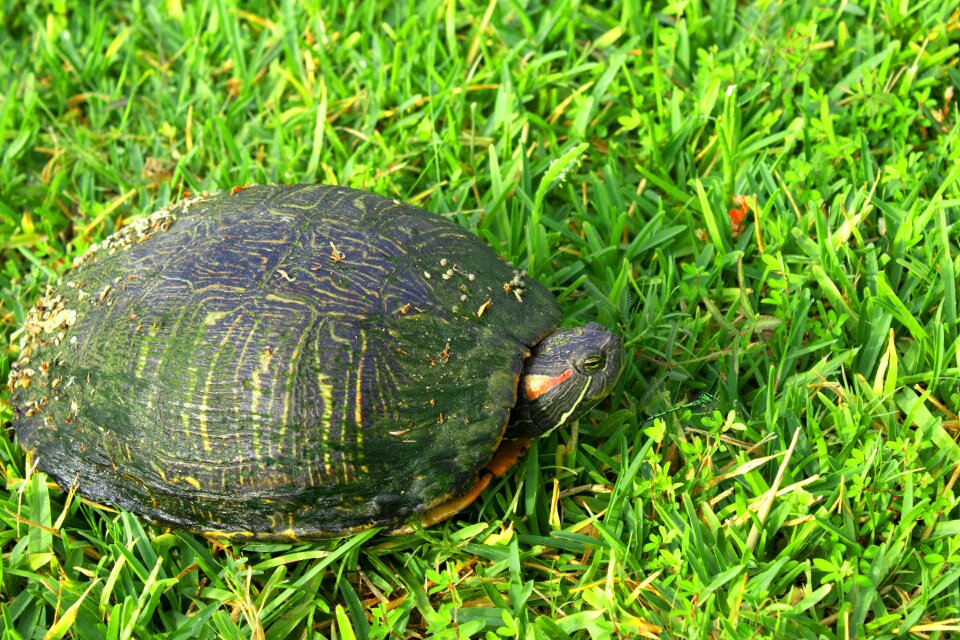 Grass nature animal