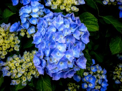 Flower blue photo