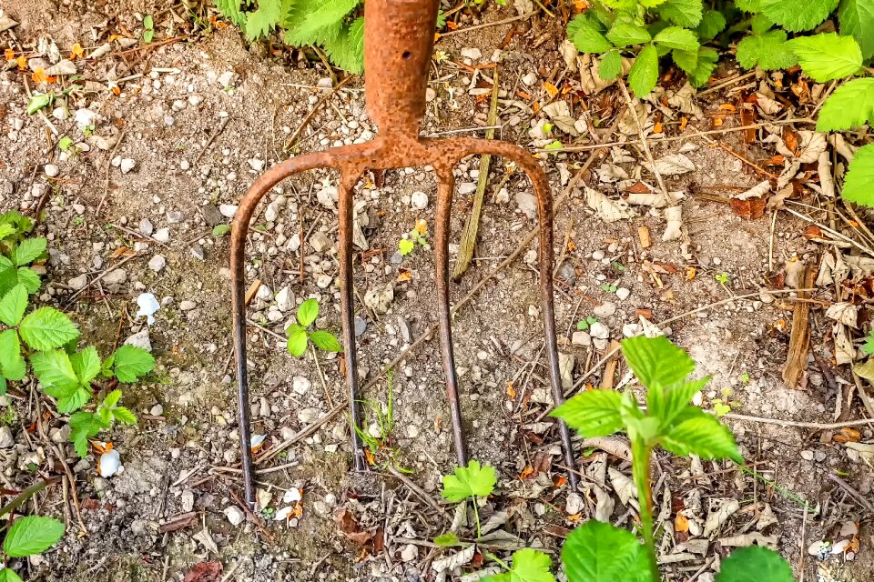 Nature garden gardening