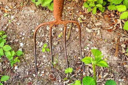 Nature garden gardening