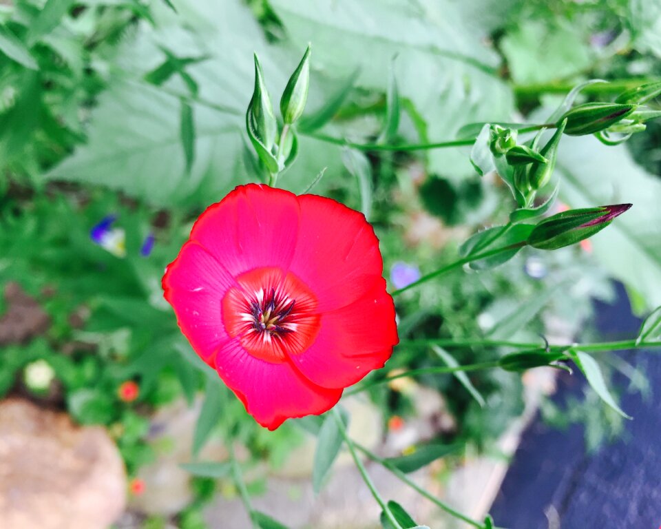 Plant flower spring
