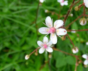 Pink nature spring