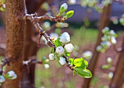 Fruit pom white flower