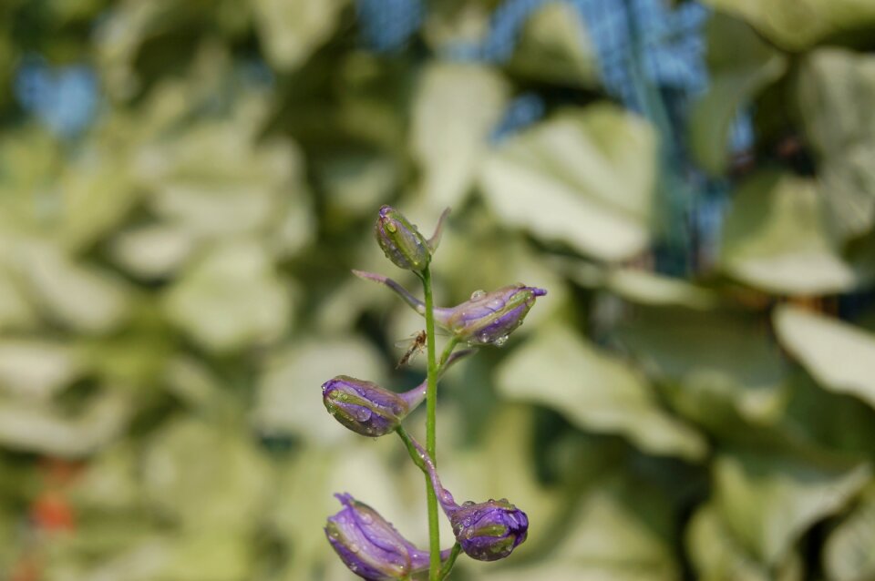Droplets buds blue flowers