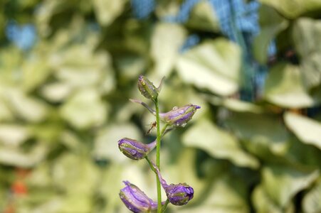 Droplets buds blue flowers photo