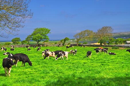 Landscape summer cattle photo
