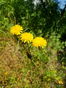 Dandelion flora grass