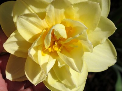 Daffodil double flower photo