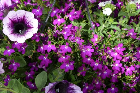 Purple flower garden summer photo