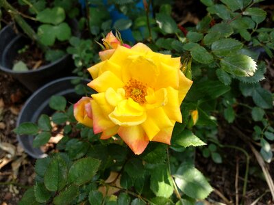 Rosa yellow Free photos