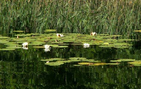 Water lilies nature water plant photo