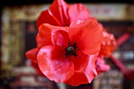 Wild flowers poppy red wildflowers photo