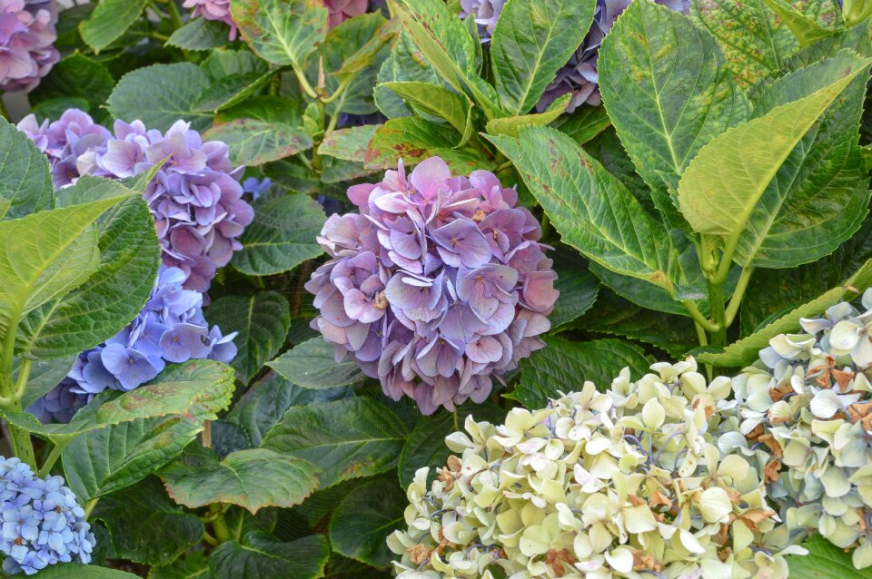 Garden plant hydrangea