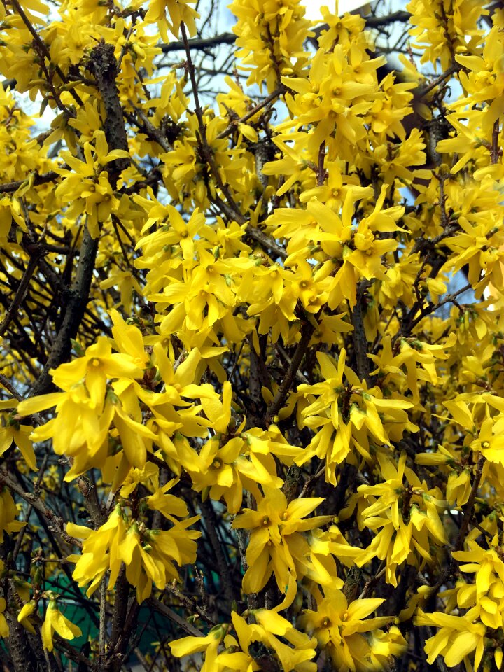 Forsythia flowers garden forsythia golden yellow