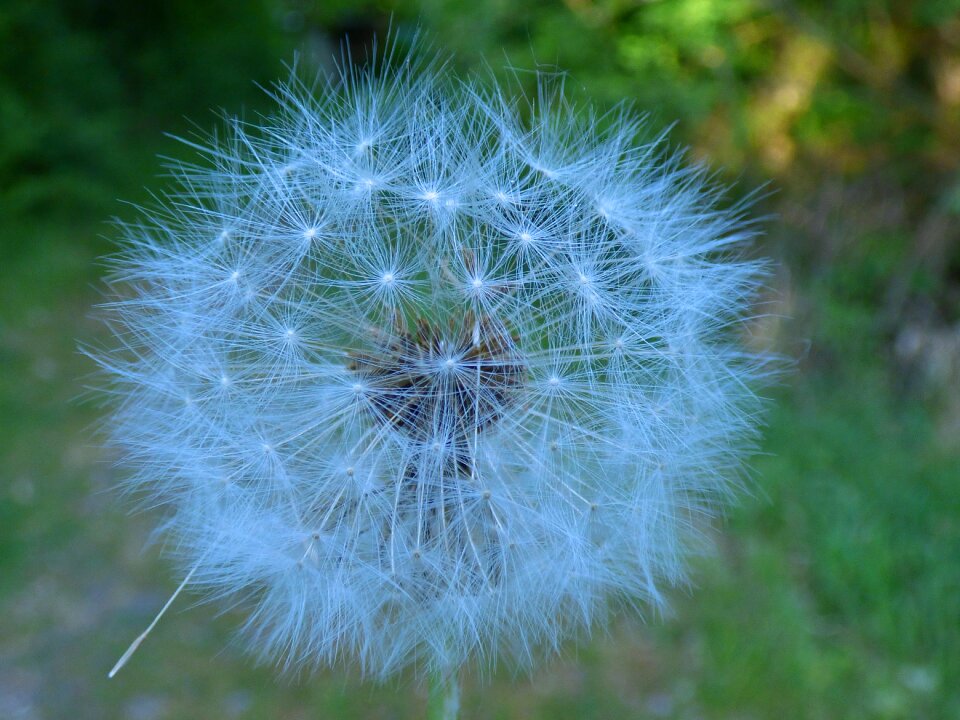 Nature plant wild flower photo