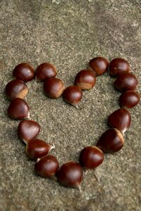 Chestnuts galicia love