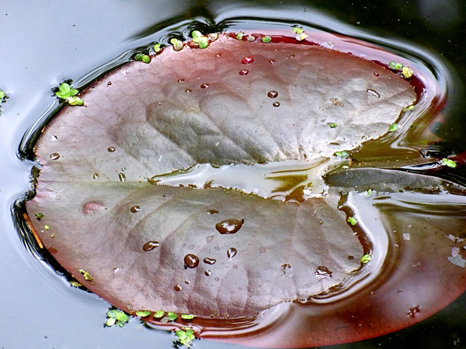 Aquatic plant nature lake rose