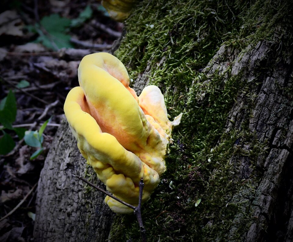 Yellow nature the parasite