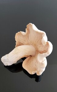 Fungus desktop fresh