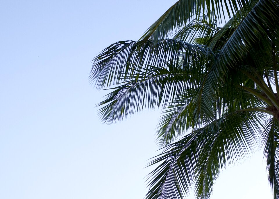 Summer palm leaves waikiki