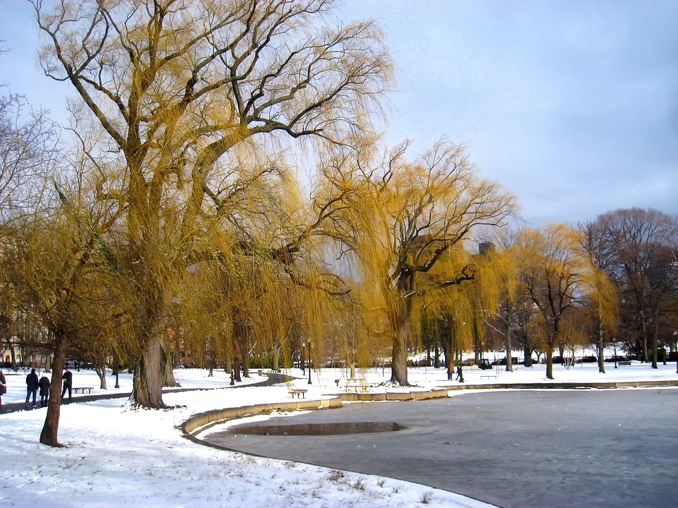 Trees winter snow