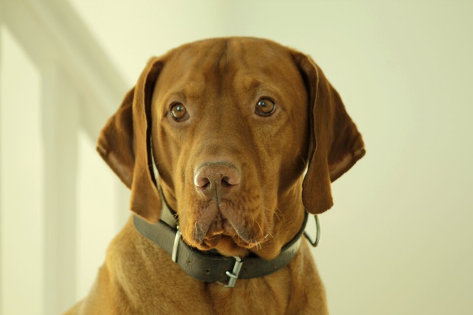 Animal vizsla
