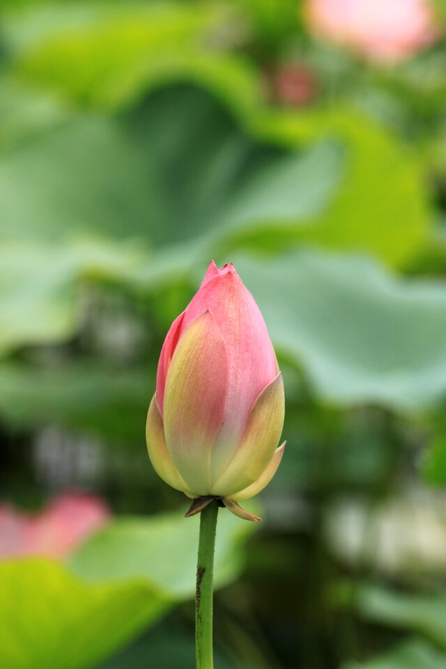 Pond plants flower horn flowering