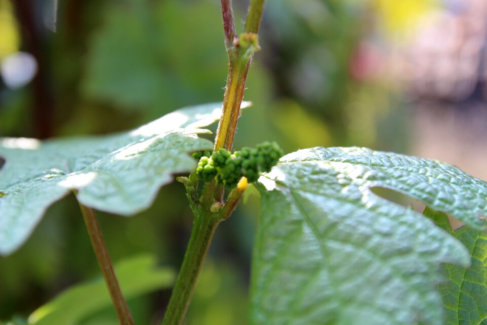 Sunbeam grape crop vine