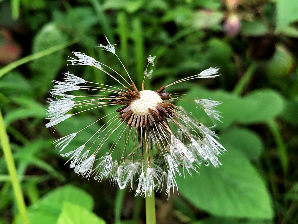 Nature plant small plant
