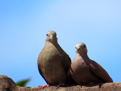 Dove animals sky photo