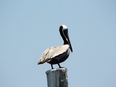 Seagull ave bird photo