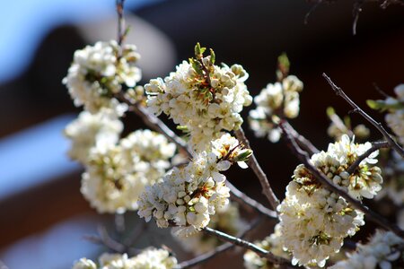 White spring