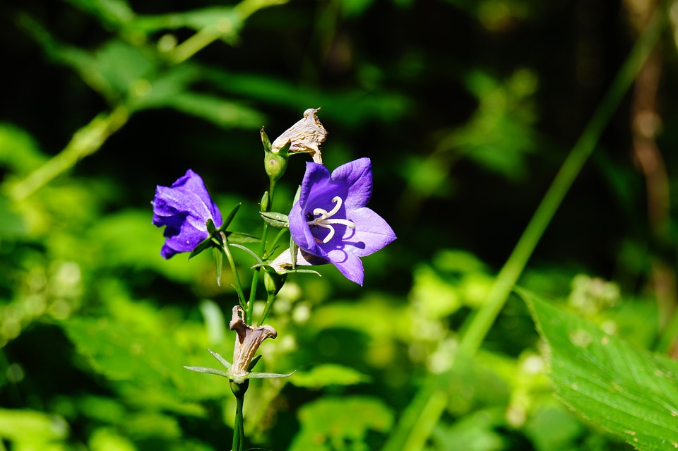 Purple plant flora photo
