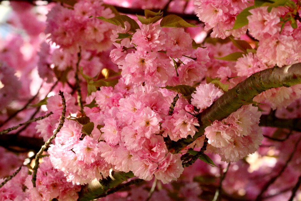 Blossoming spring tree