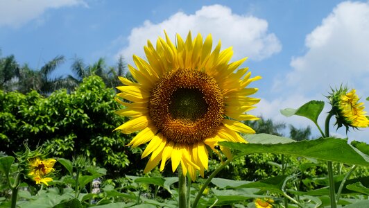 Sunflower flower Free photos