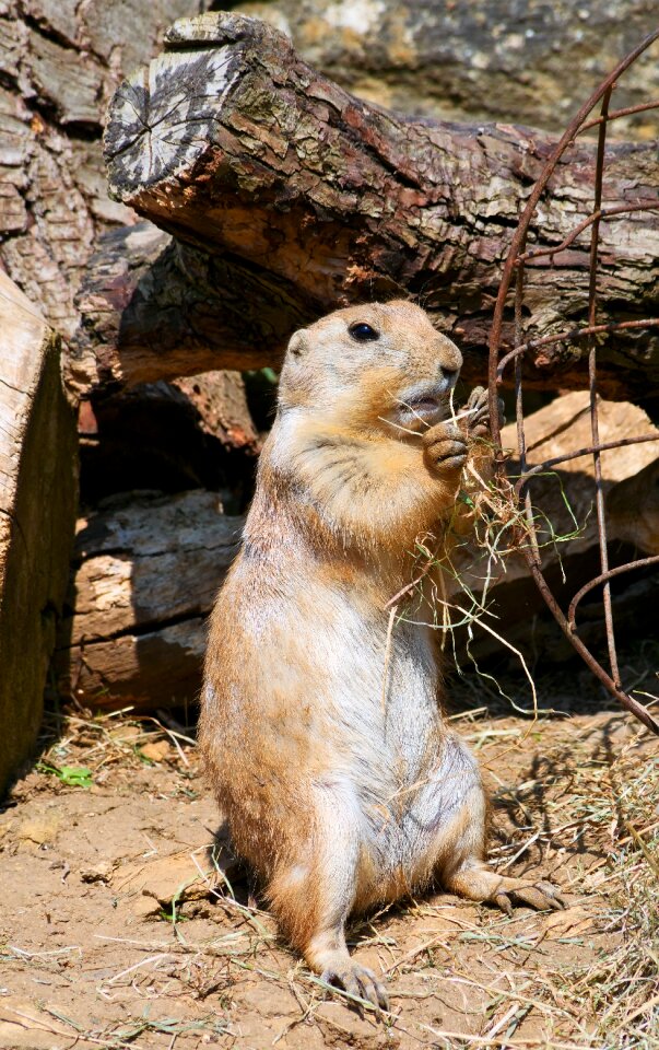 Wildlife nature squirrel