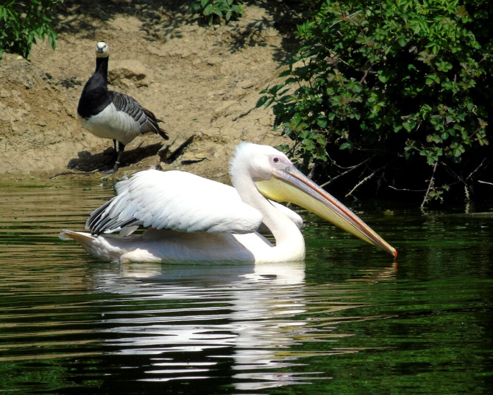 Sea wildlife animal