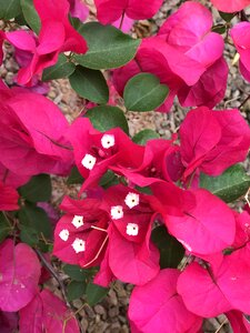Nature floral plant