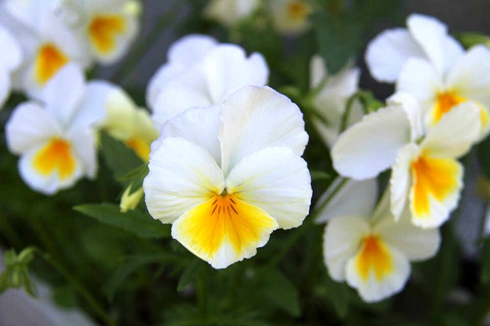 Green spring yellow