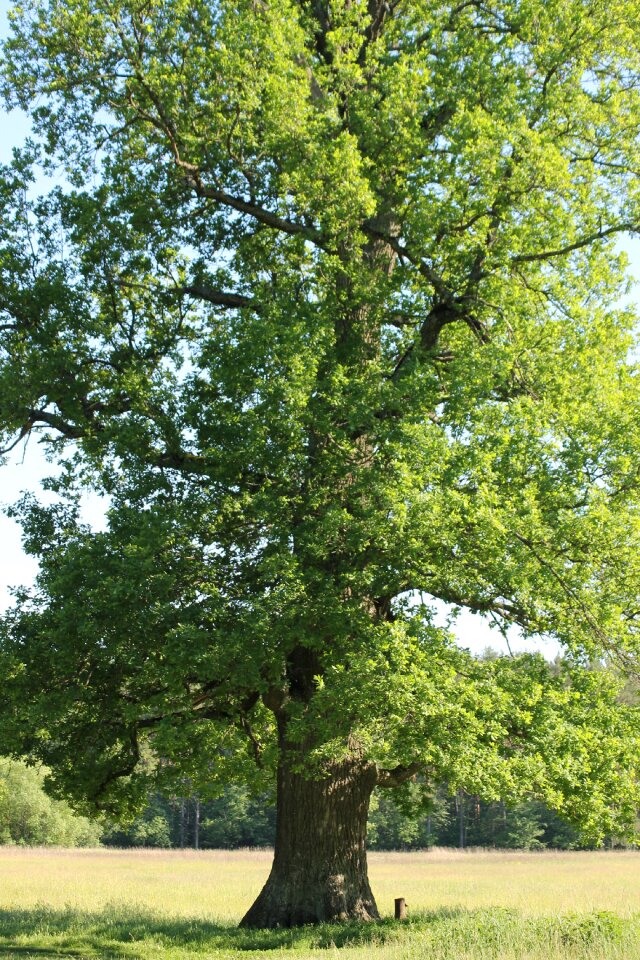 Field summer tree photo