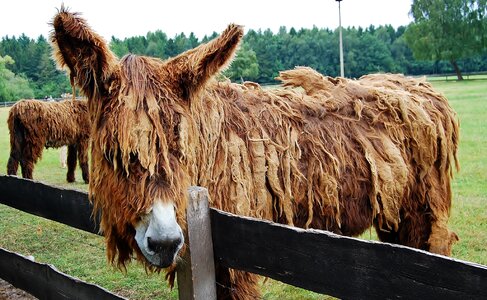 Rural beast of burden portrait photo