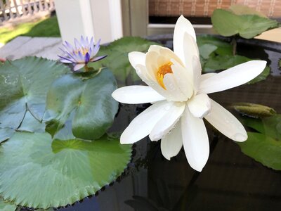 Lotus white pots