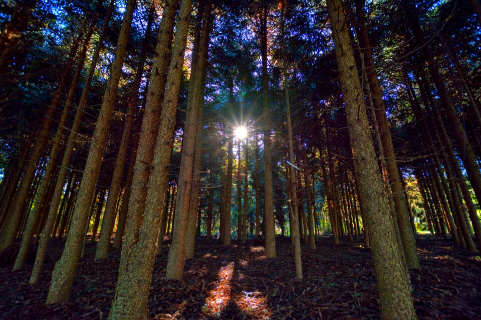 Natural trees nature