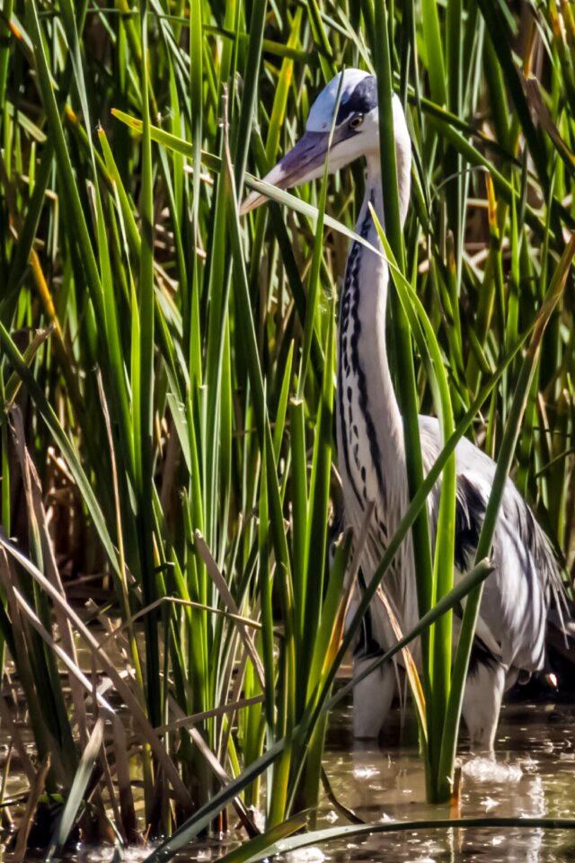 Parque nacional de doñana birding garza real