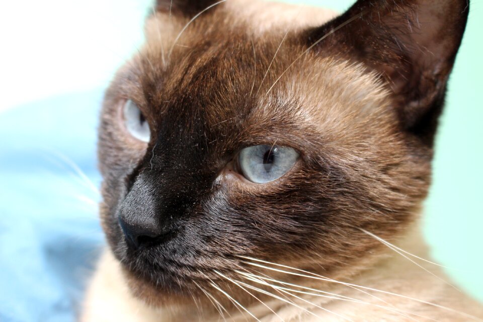 Feline gata animal