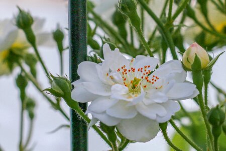 Fragrance flower garden beauty