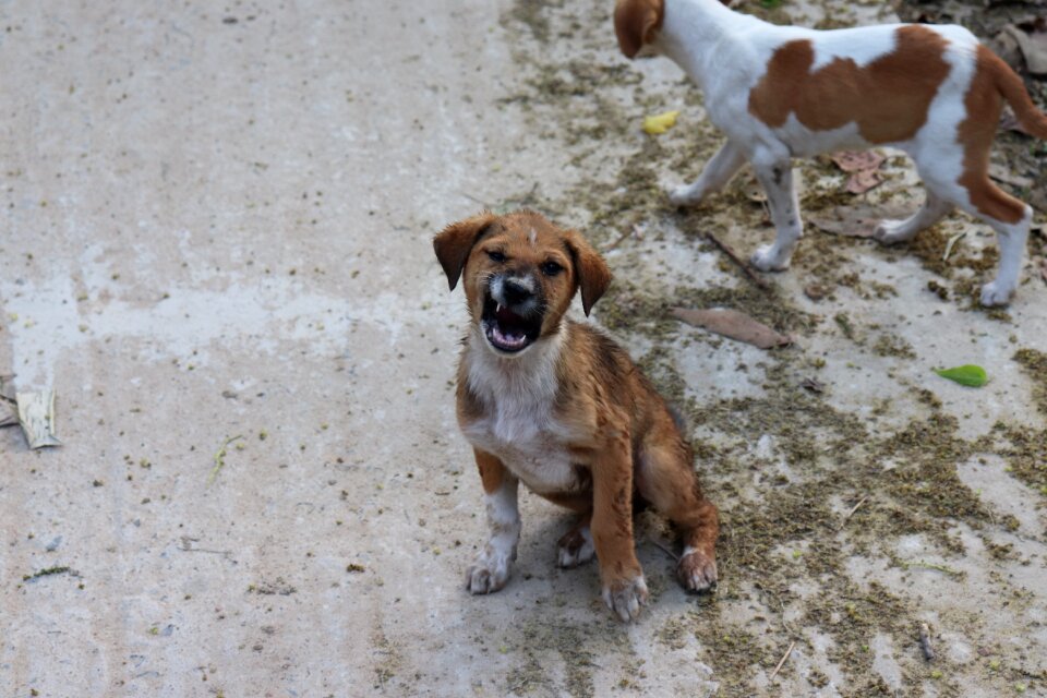 Animal puppy adorable photo