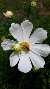 Bee nature