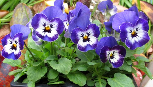 Garden nature