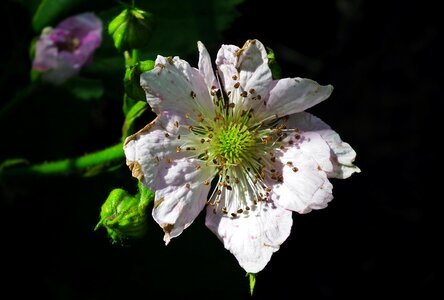 Bush nature garden